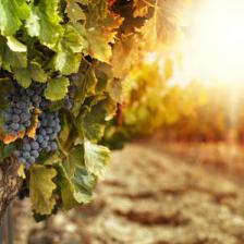 vin bio