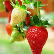 Fraisier-Fraise