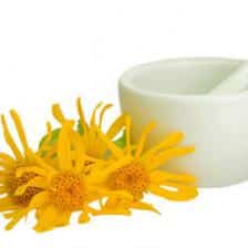 arnica