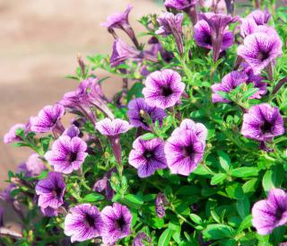 calibrachoa