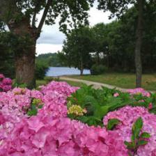circuit hortensia bretagne