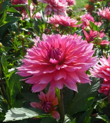 dahlia label rouge