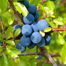 prunellier