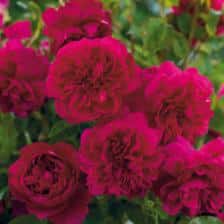 rosier anglais