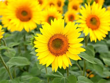 Comment planter et entretenir le tournesol au jardin ?