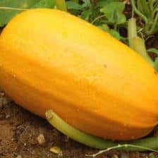 Spaghetti squash, surprising flesh