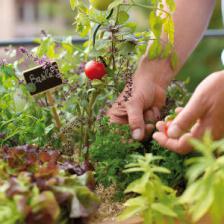 jardinage tendance et nouveauté