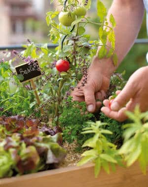 jardinage tendance et nouveauté