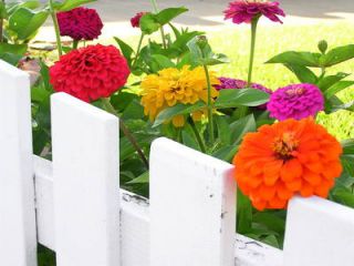 Zinnia de toutes les couleurs 