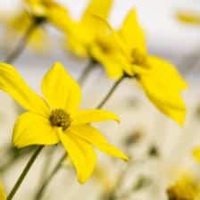 Bidens, gold in garden