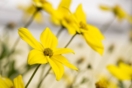 Bidens Gold In Garden