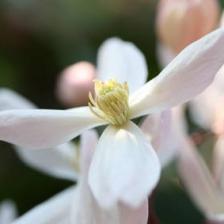 clematite armandii
