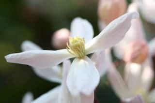 clematite armandii