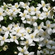 clematis montana