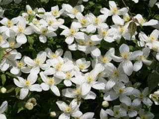 Clematis montana entretien