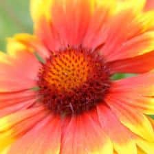 gaillarde fleur