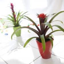 guzmania