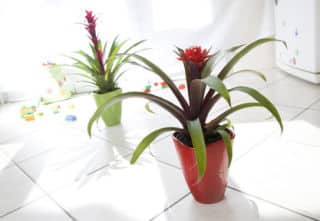 Guzmania en pot