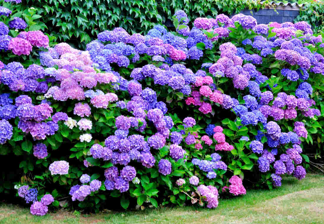 Hortensia exposition