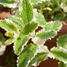 menthe ananas