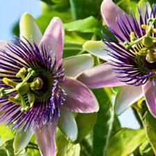 passiflore