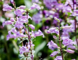 penstemon