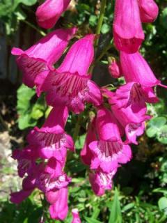 penstemon