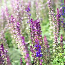 sauge salvia