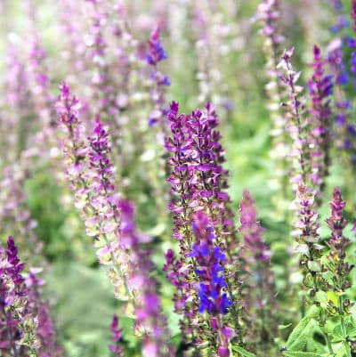 Sauge des près, Sauge commune, Salvia pratensis : planter, cultiver,  multiplier