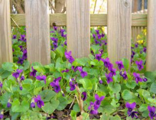 violette fleur - viola cornuta