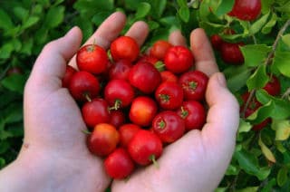 acerola