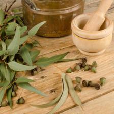 eucalyptus