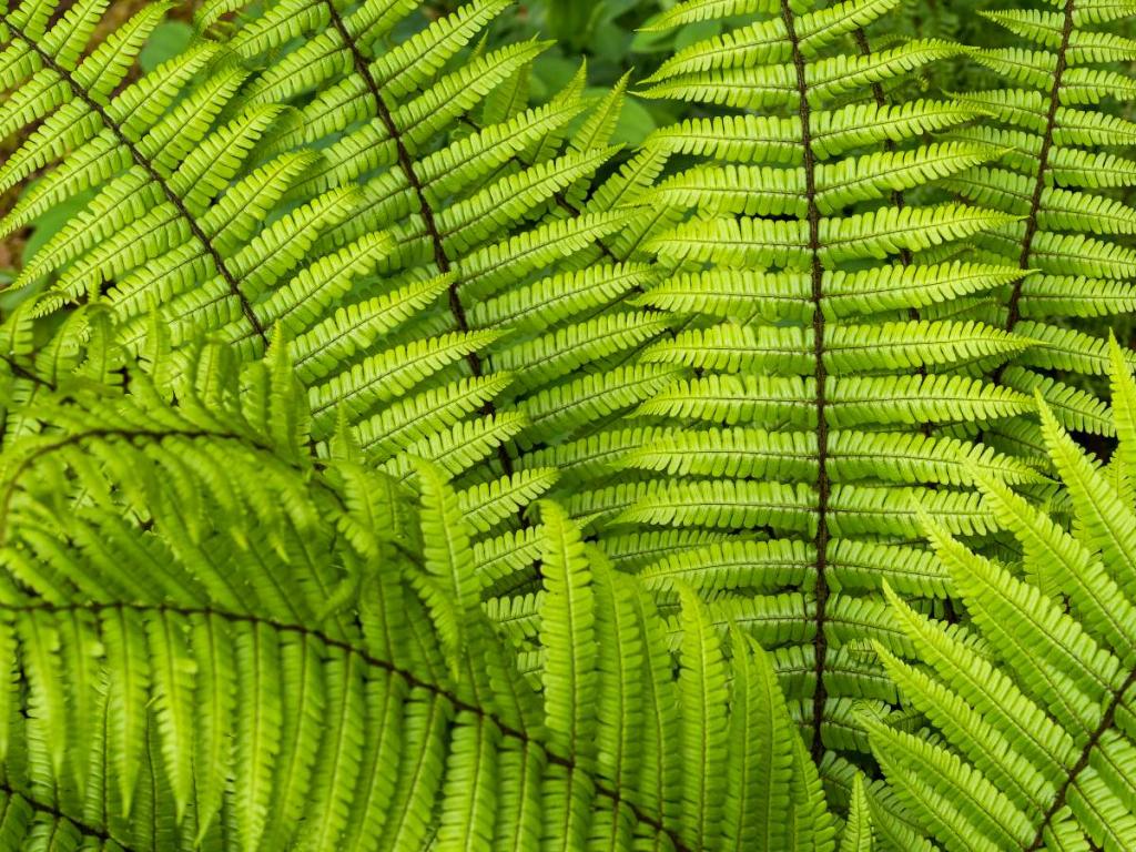 Osmunda regalis, la fougere royale : plantation et entretien