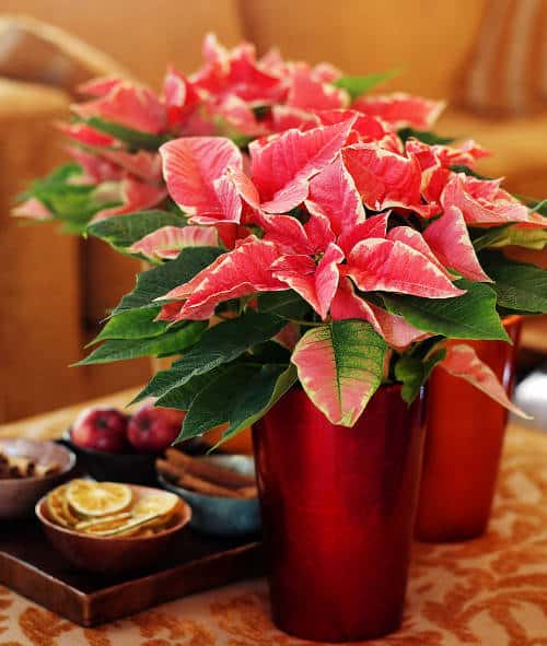 Faire rougir et refleurir le Poinsettia après Noël