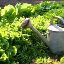 Potager facile
