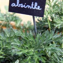 Absinthe