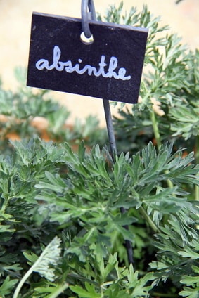 Plante d absinthe