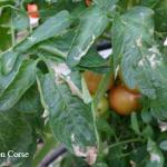 mineuse de la tomate