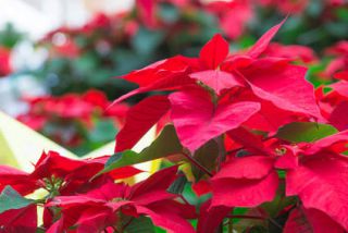 poinsettia apres floraison