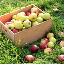 Conserver les pommes en hiver