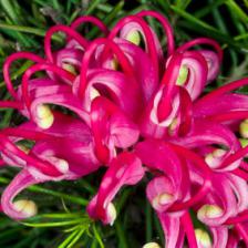 Grevillea juniperina