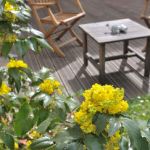 Mahonia en pot