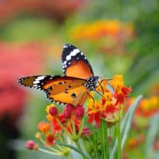 pesticide et papillon