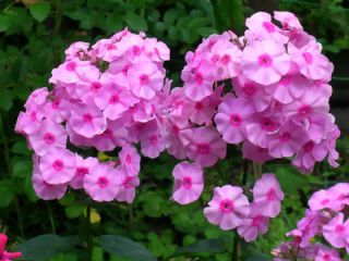 phlox