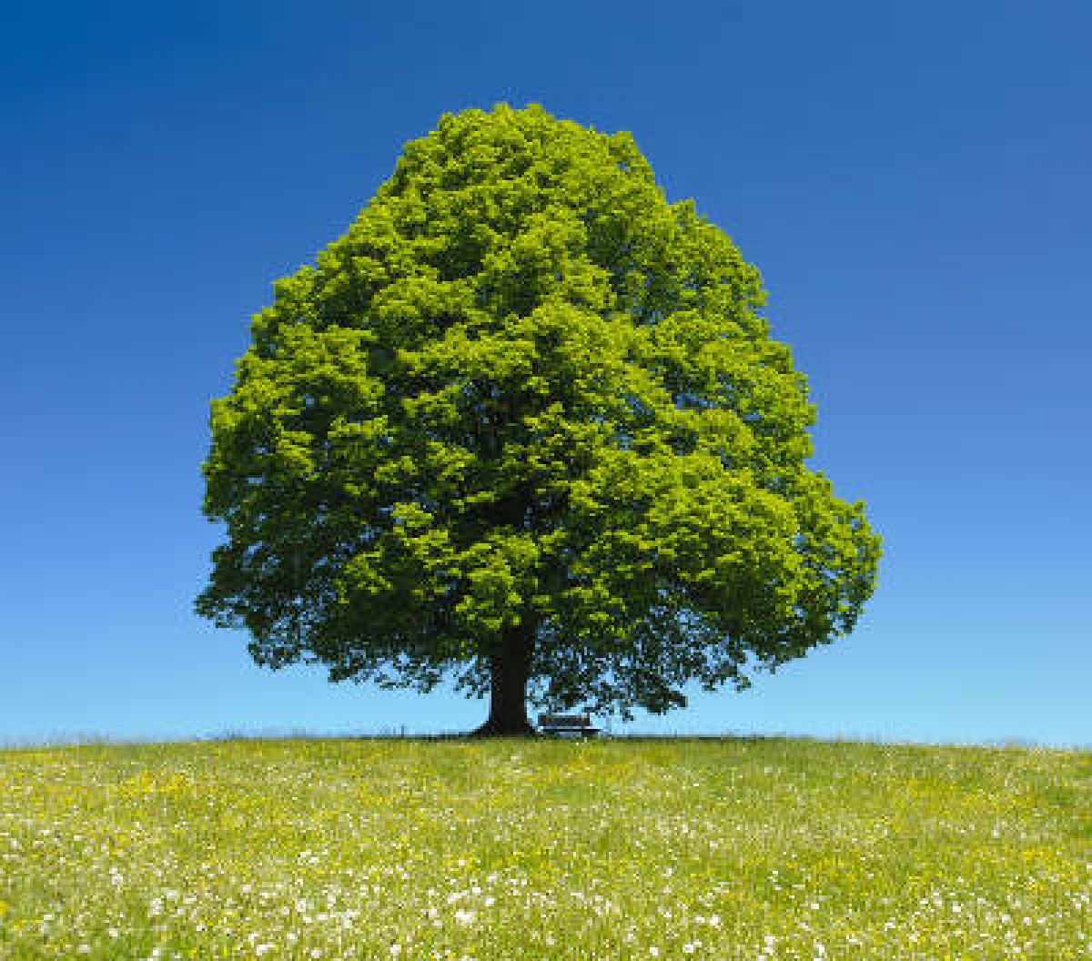 Tilleul : un arbre de culture facile et plein de bienfaits