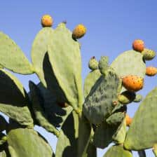 Figues de barbarie