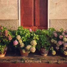plantes en pot