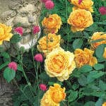 rosier maladie
