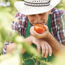 Enjoying tomatoes in the garden