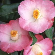 Camelia
